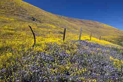 Yellow and purple flowers along fence - Hwy 58, CA