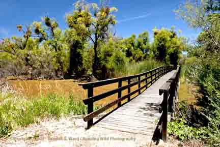 Walkway bridge - Anderson Marsh Historic State Park - Clear Lake, CA