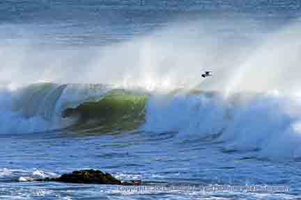 Windy surf and gull - San Simeon, CA