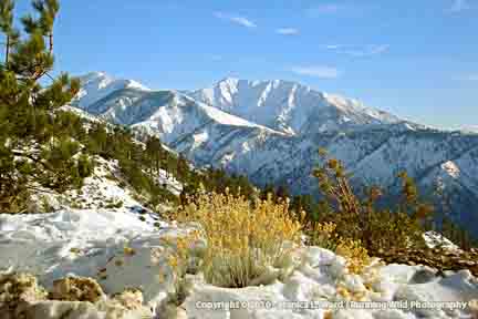 Snowy Mountain View - Wrightwood, CA