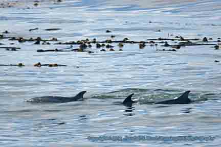 Dolphins playing in surf and kelp - Lampton Cliffs, Cambria, CA