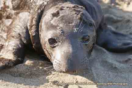 Elephant Seal Baby - San Simeon, CA
