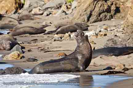 Male Elephant Seal - San Simeon, CA