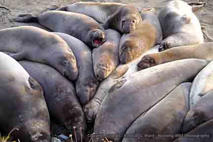 Elephant Seal pile - San Simeon, CA