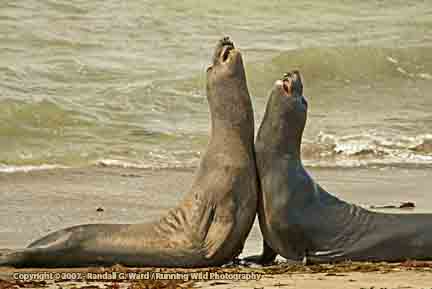 Female Elephant Seals sparring - San Simeon, CA
