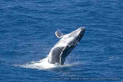 Humpback Whale breeching - Maui, Hawaii