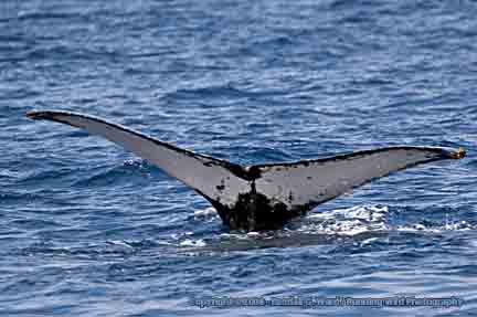 Humpback Whale fluke - Maui, Hawaii
