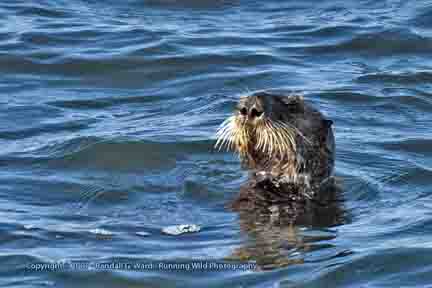 Sea Otter  - Moonstone Beach, Cambria, CA