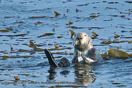 Sea Otter in kelp - San Simeon, CA