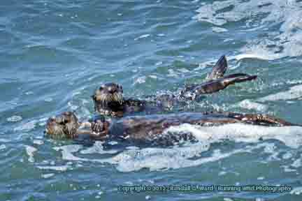 Sea Otter mom with baby  - San Simeon, CA