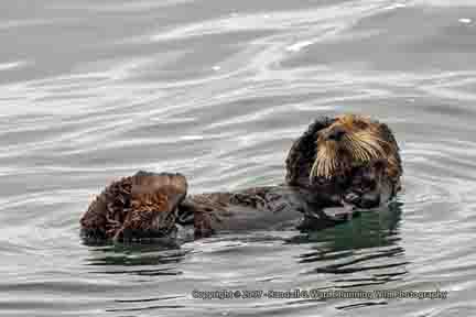 Sea Otter - Moonstone Beach, Cambria, CA