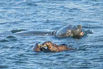 Elephant Seal harassing Otters - San Simeon, CA