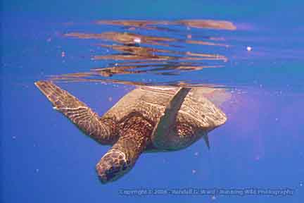 Sea Turtle - Snorkeling at surface Molokini Crater, Maui, Hawaii