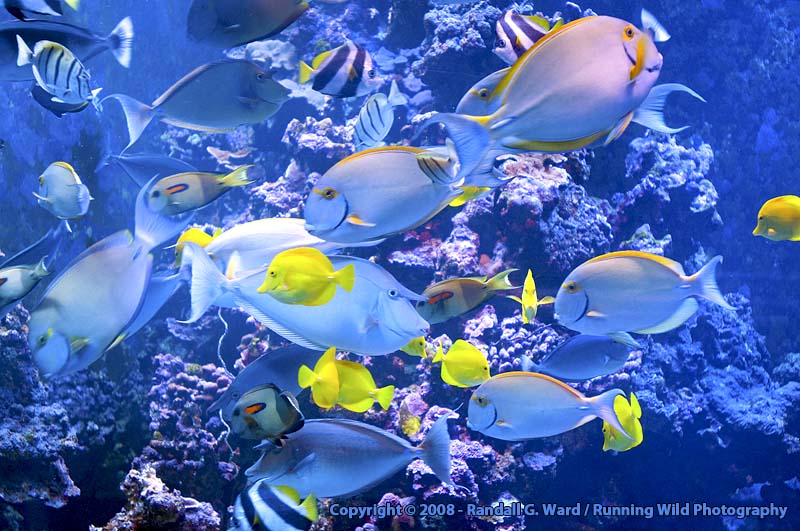 Reef fish - Maui Ocean Park Aquarium, Maui, HI
