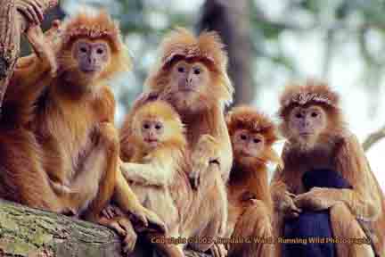 Javan Langurs - Apenheul Primate Park, Apeldoorn, Netherlands