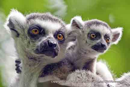 Ring-tailed lemurs - Apenhuel Primate Park, Apeldoorn, Netherlands