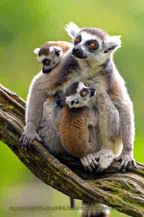 Ring-tailed lemurs - Apenheul Primate Park, Apeldoorn, Netherlands
