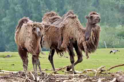 Bactrian Camels - Beekse Bergen Safari Park, Netherlands