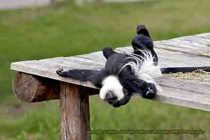 Colobus Monkey - Beekse Bergen Safari Park, Netherlands