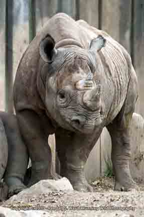 Black Rhino baby - Cleveland Zoo, OH