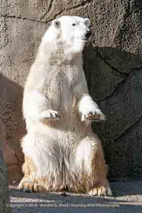 Polar bear - Cleveland Zoo, OH