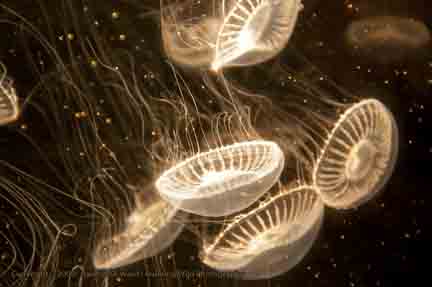 White Jellyfish - Long Beach Aquarium, CA