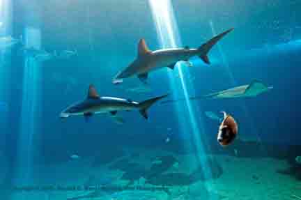 Hammerhead Sharks - Maui Ocean Park Aquarium, Maui, HI
