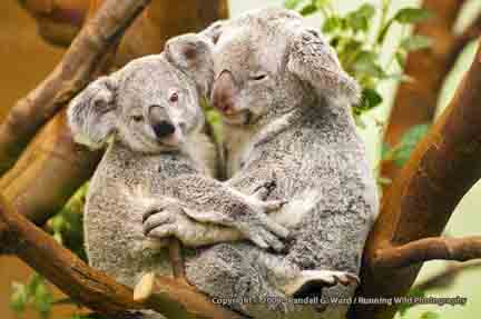 Koala and baby - Planckendael Zoo, Antwerp, Belgium
