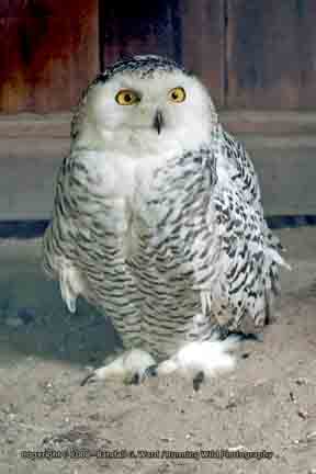 Snowy owl - Planckendael Zoo, Antwerp, Belgium