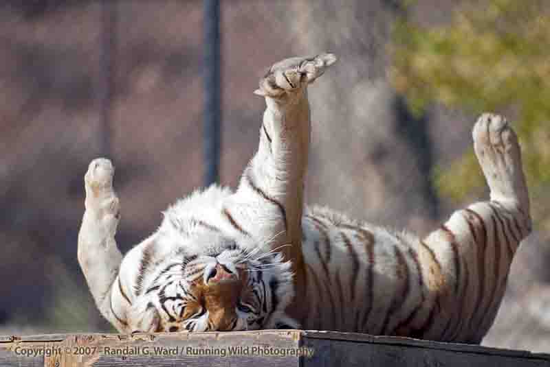 Michael Jackson's Bengal Tiger named Thriller - Shambala Preserve, Acton, CA